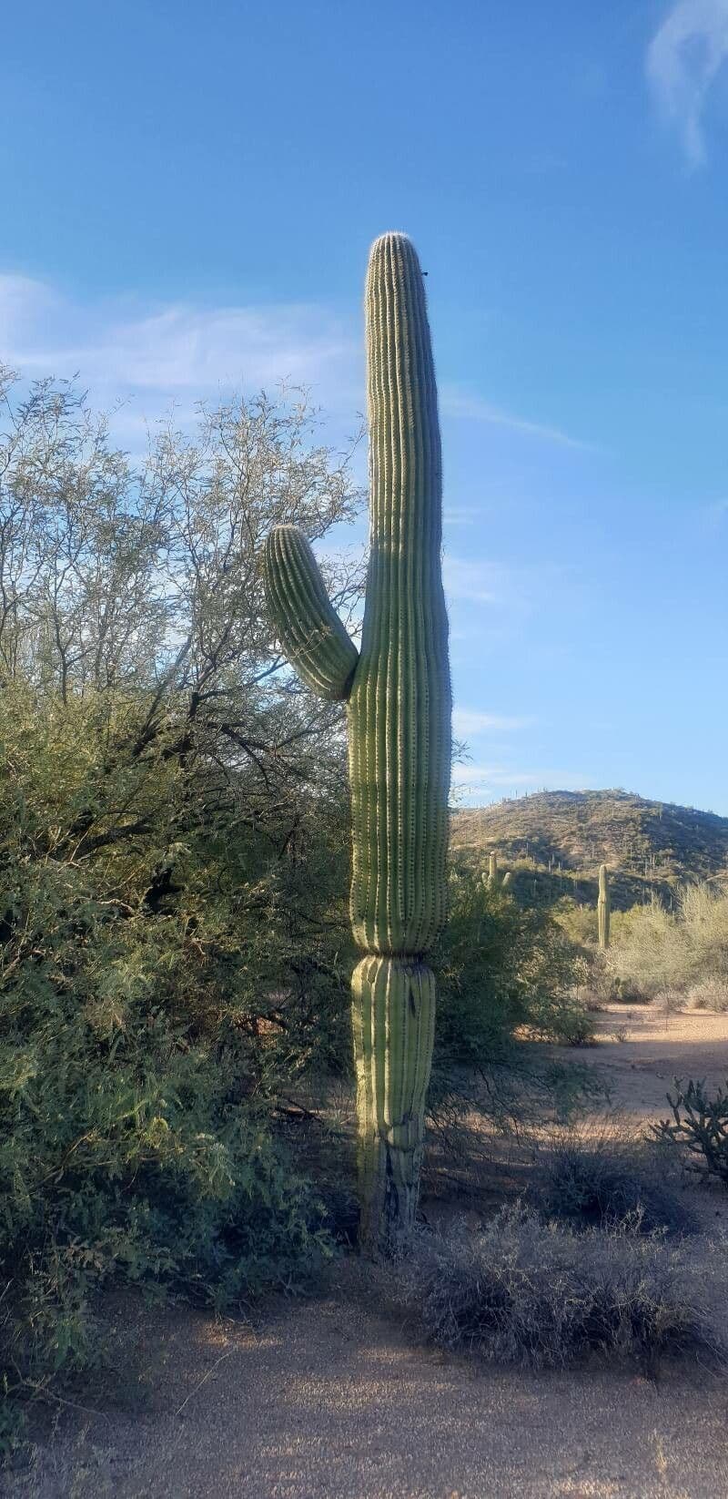 Sahuaro 21