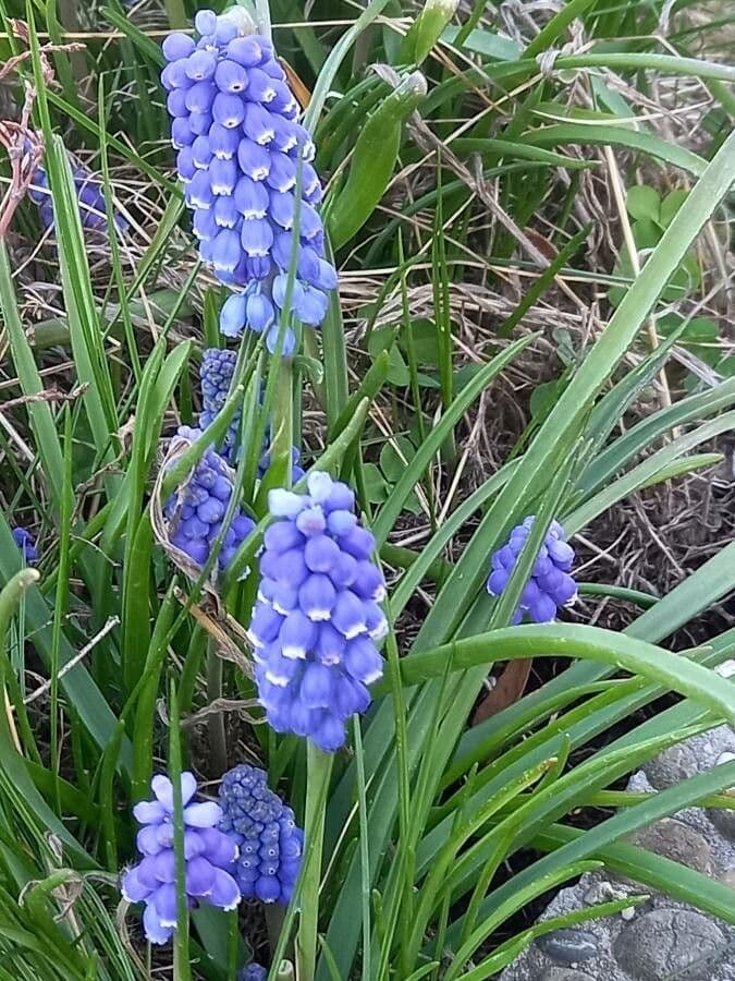 Muscari armeniaco 12