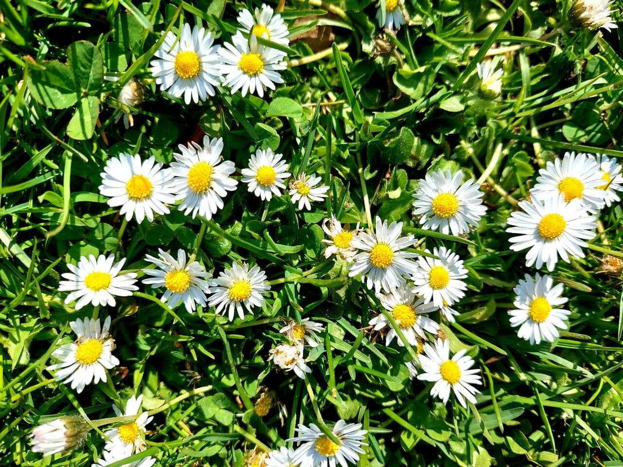 Margherita annuale 5