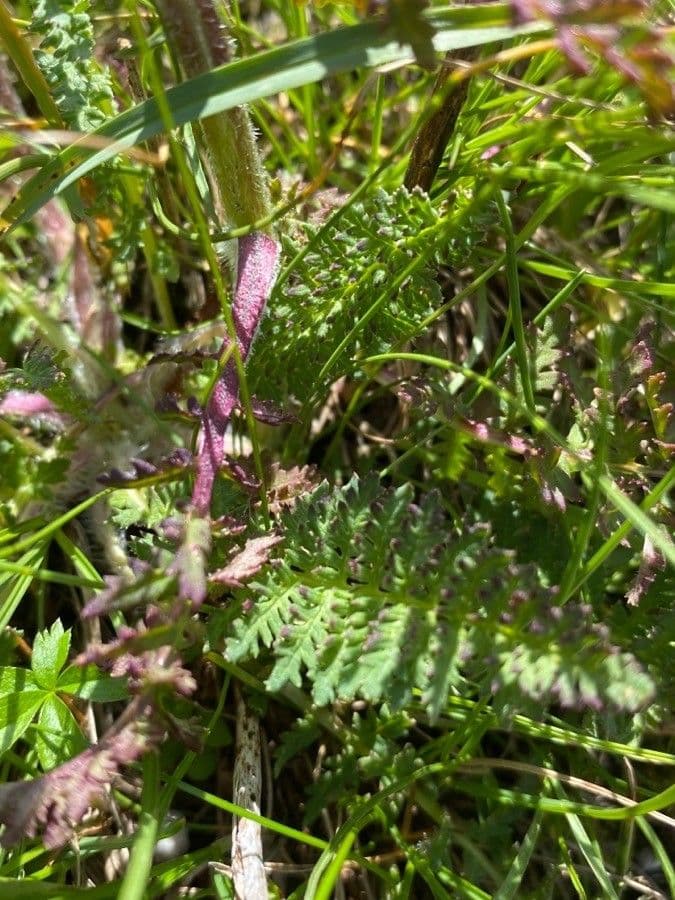 Pedicularis cenisia 11