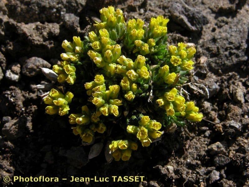 Draba 4