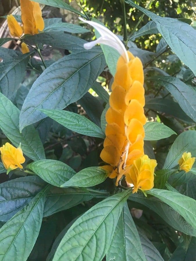 Pachystachys 22