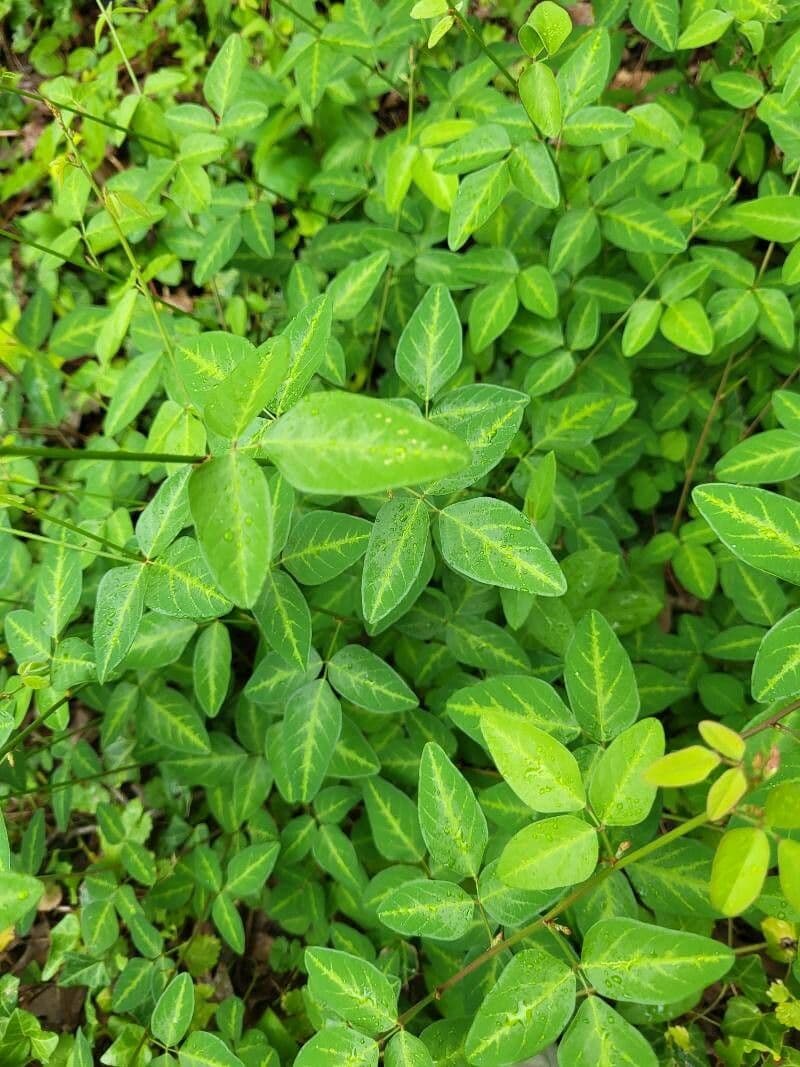 Desmodium glabellum 5
