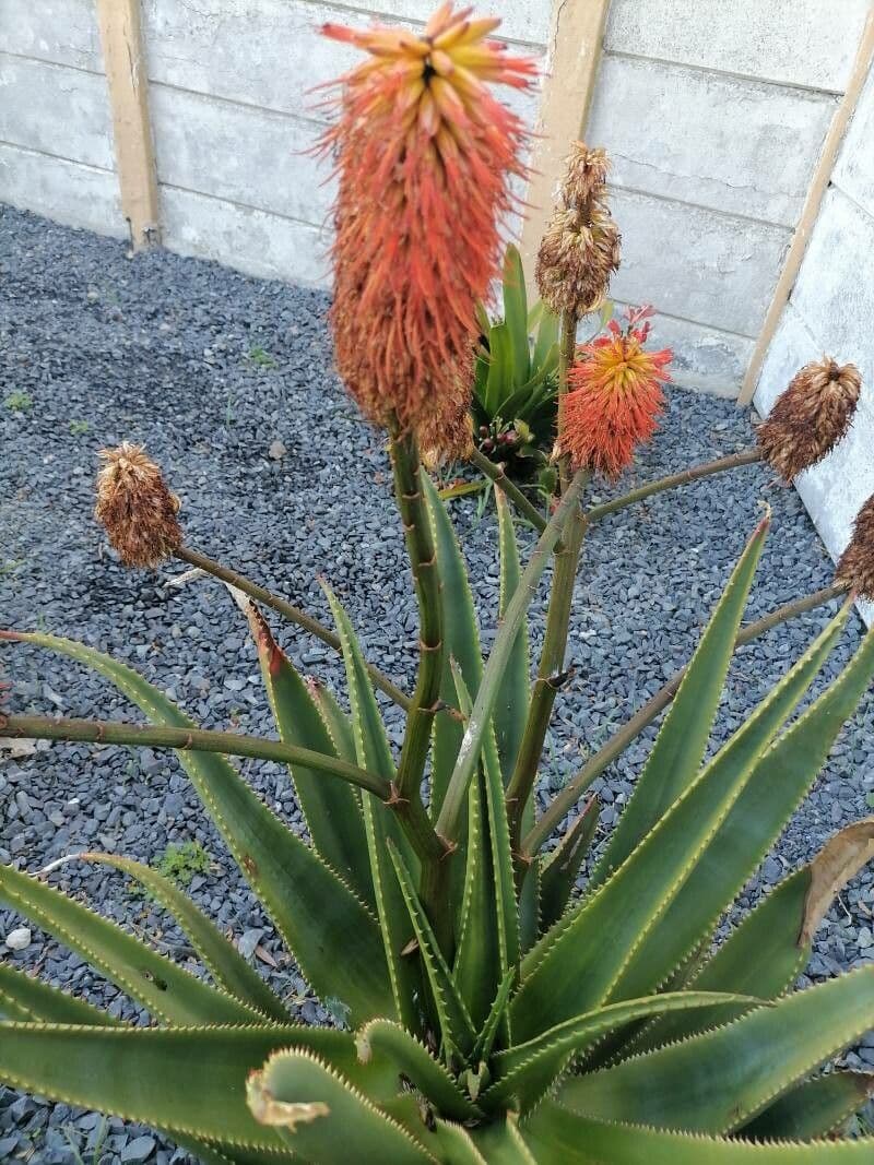 Aloe 2