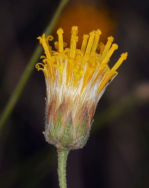 Bebbia juncea 6