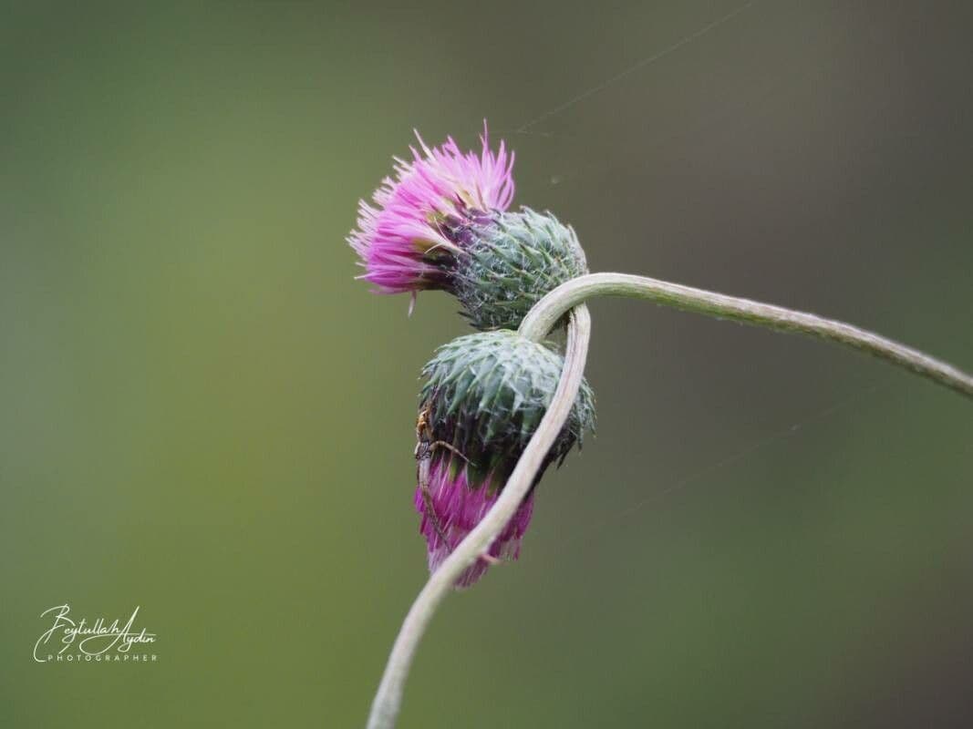 Knollen-Distel 6