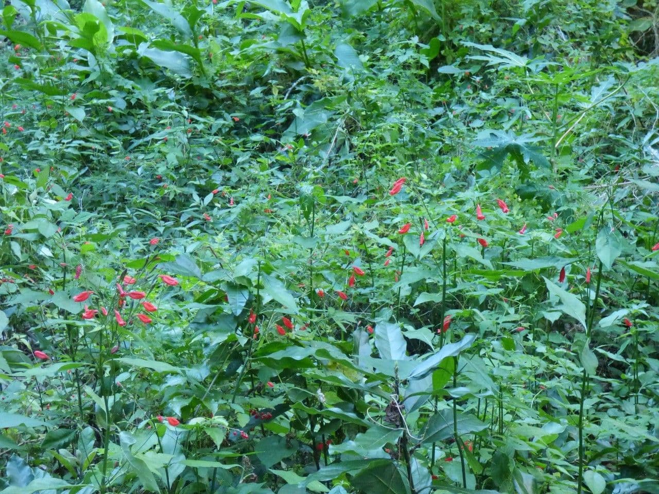 Ruellia brevifolia 9