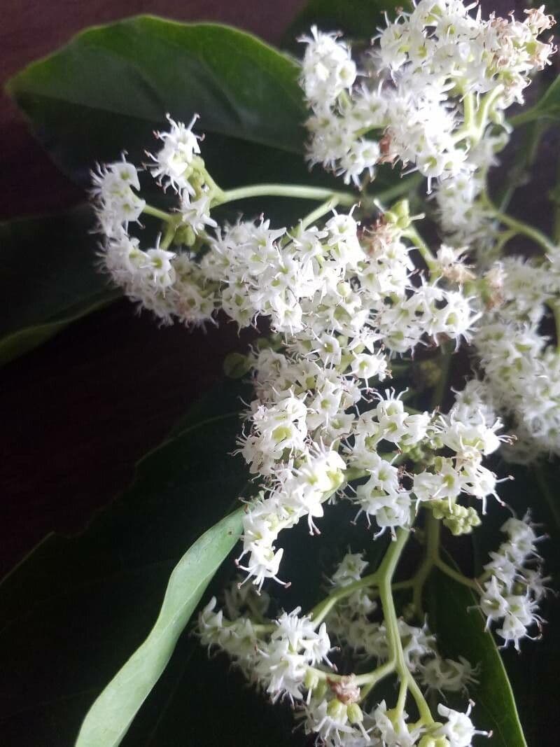 Ehretia 7