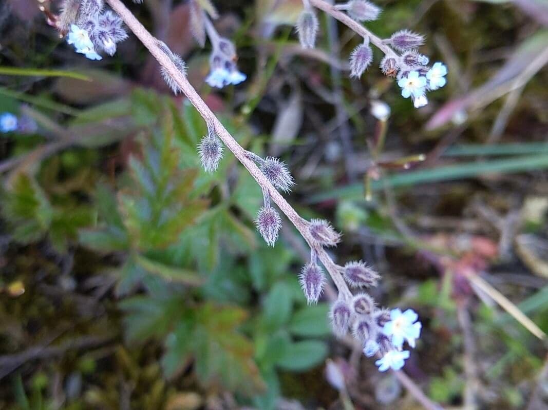Miosotide ramosissima 2