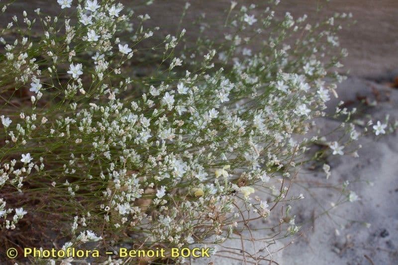 Minuartia setacea 12