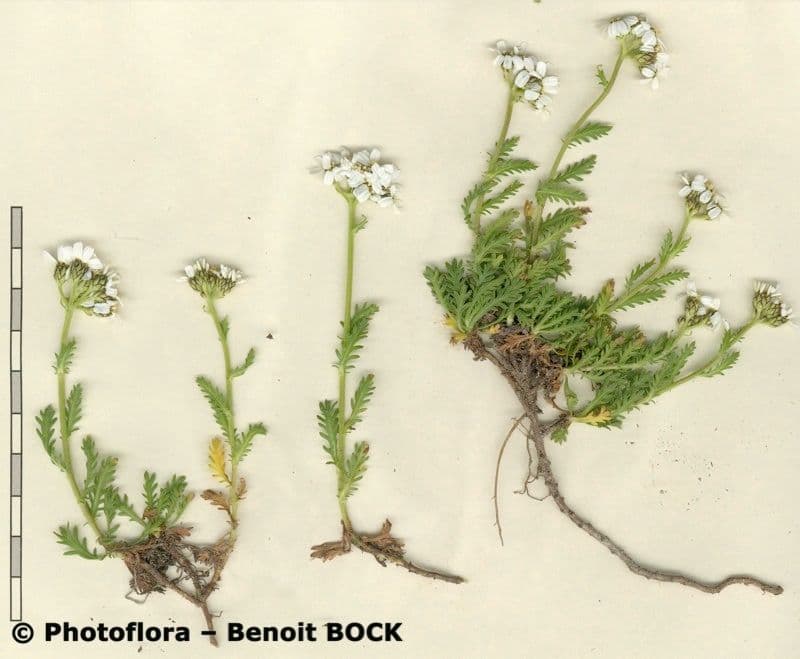 Achillea erba-rotta 18