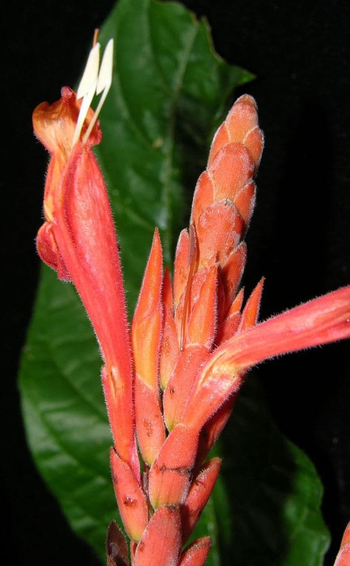 Aphelandra 6