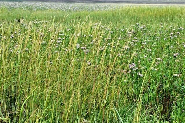 Smooth cordgrass 11