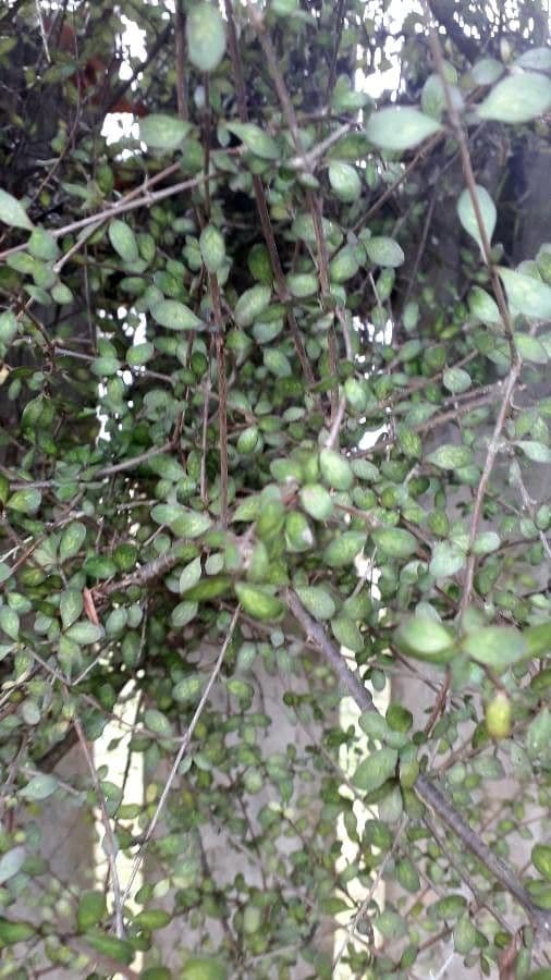 Pittosporum obcordato 3
