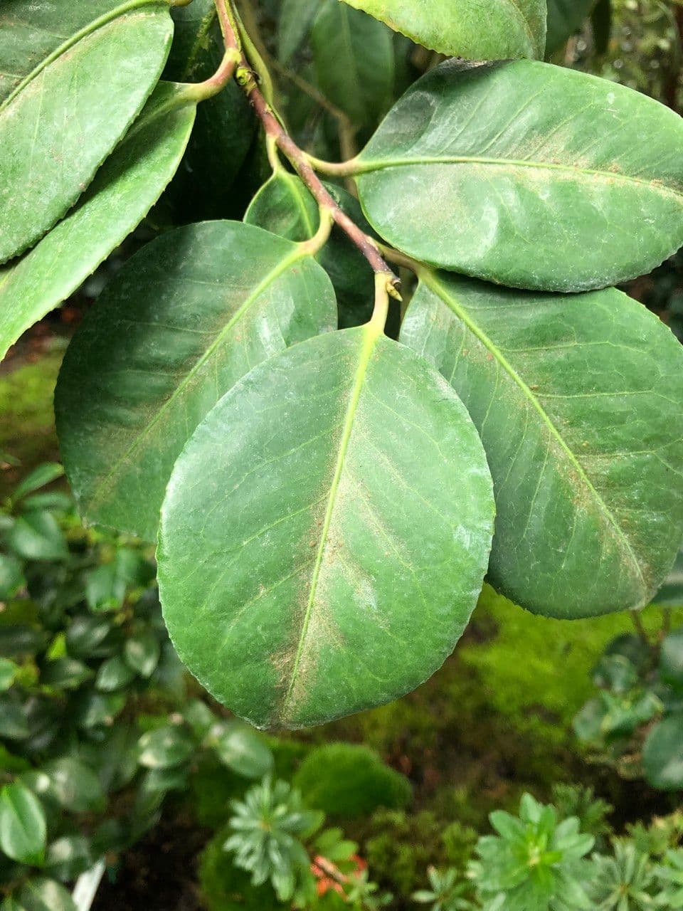 Camelia oleifera 16