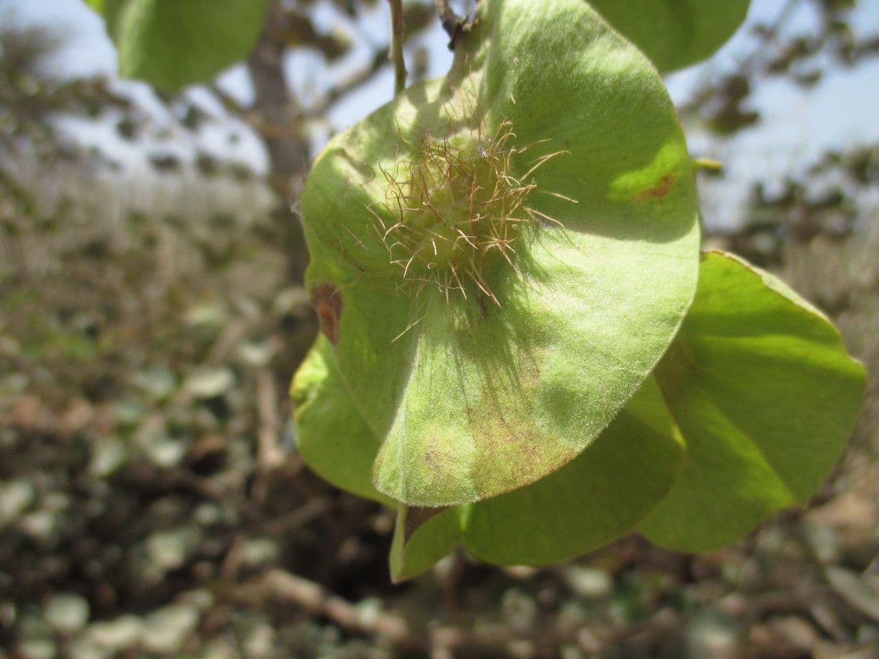 Pterocarpus erinaceus