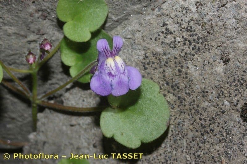 Cymbalaria pallida 16