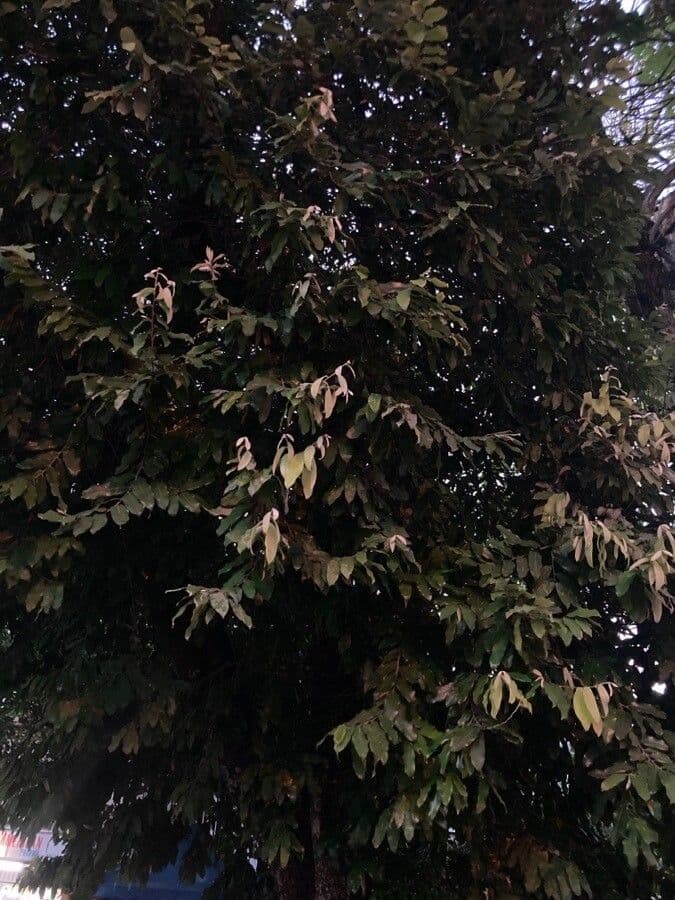 Elateriospermum tapos 8
