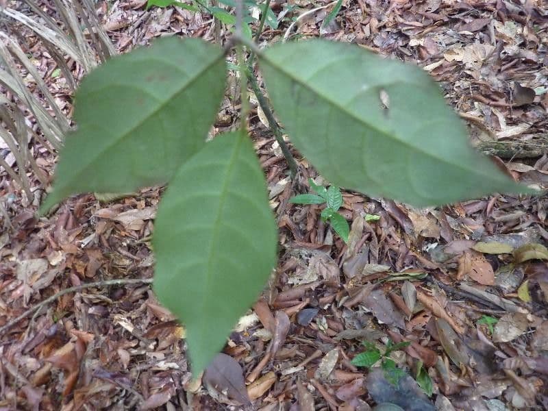 Rinorea 6