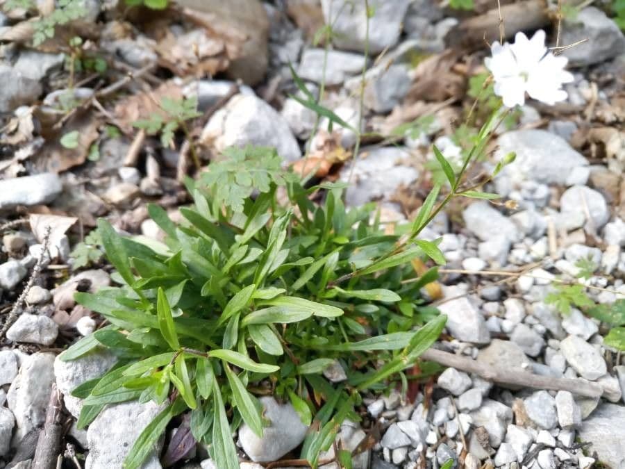 Silene pusilla 9