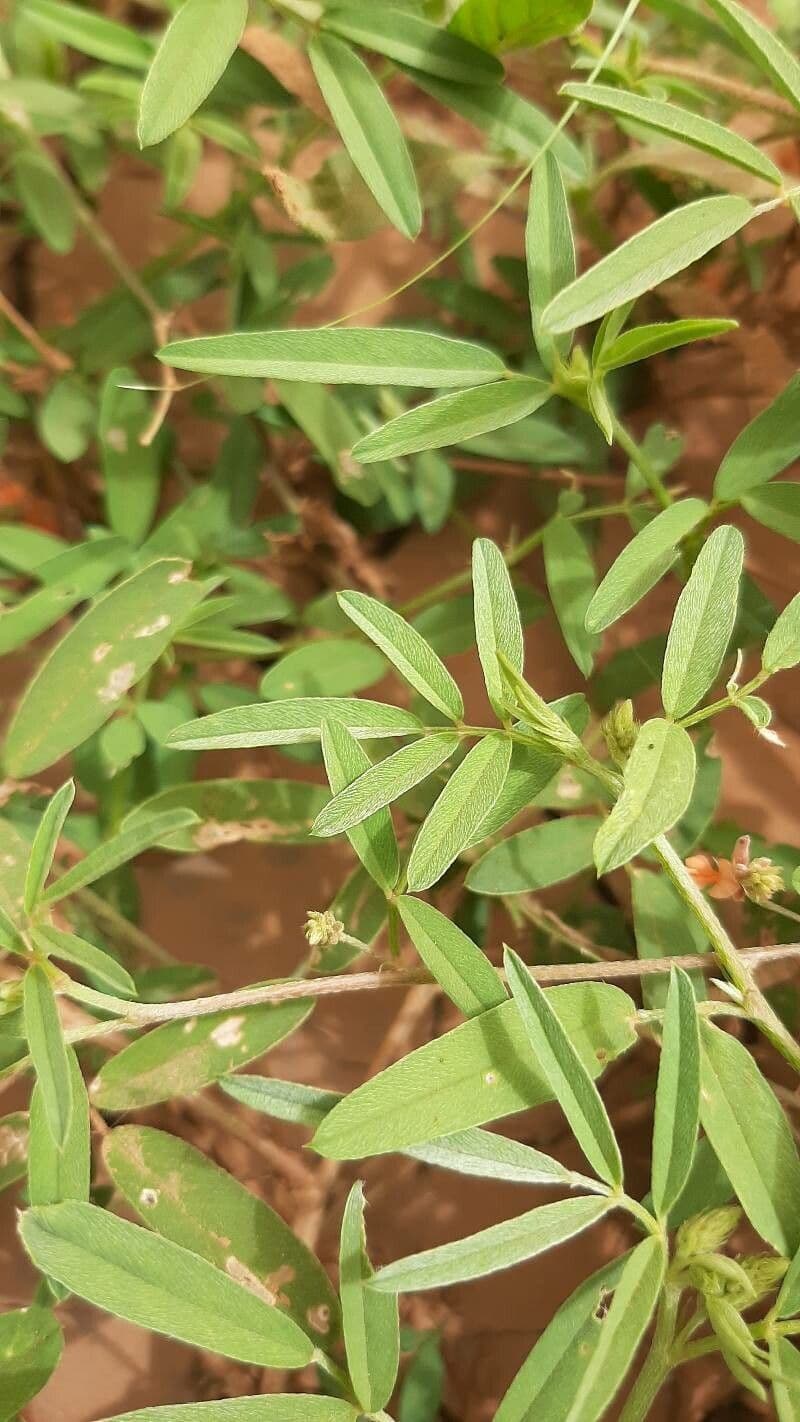 Indigofera 15
