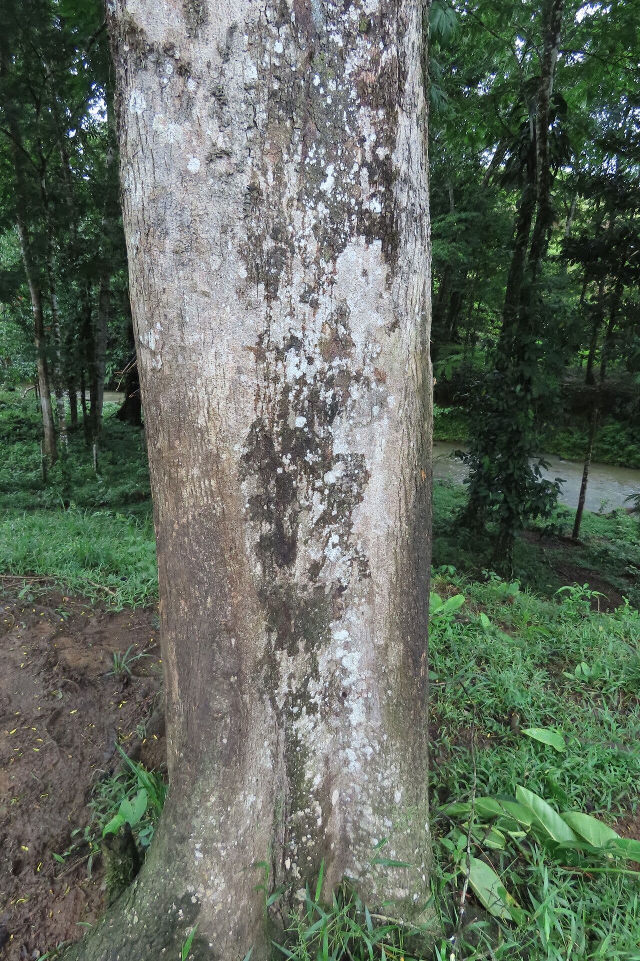 Apeiba 10