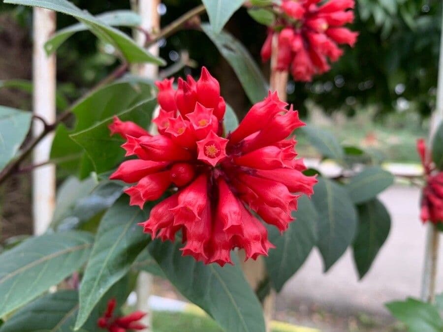 Cestrum elegante 6
