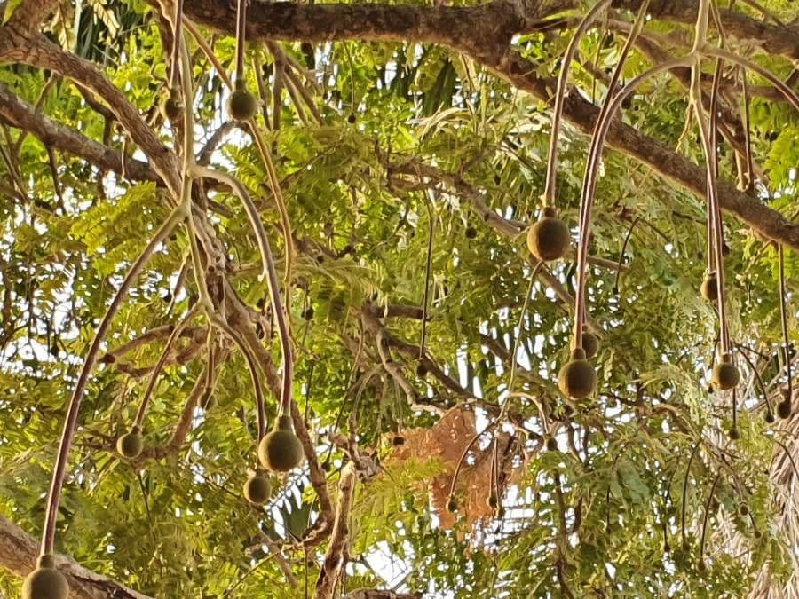 Parkia biglobosa 7