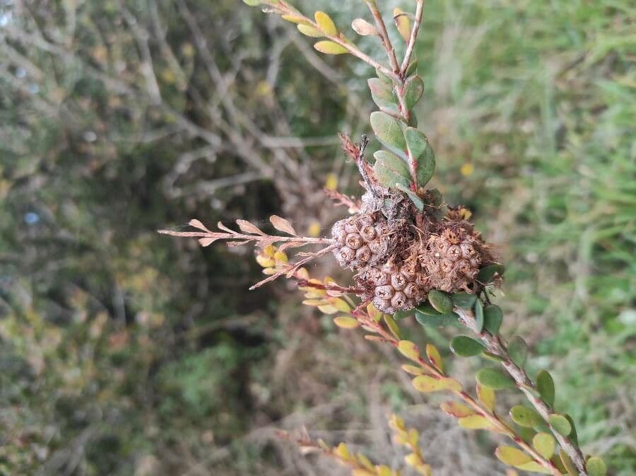 Melaleuca 17