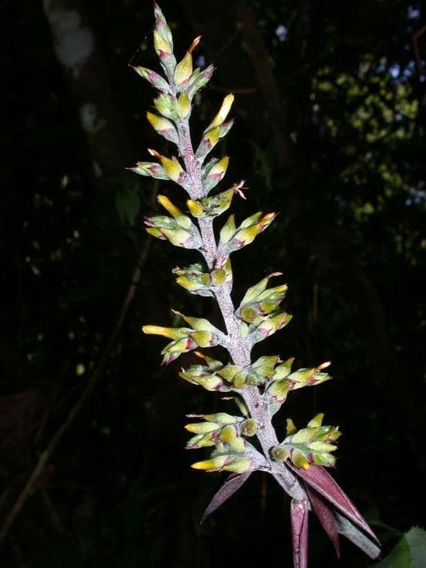 Aechmea 24