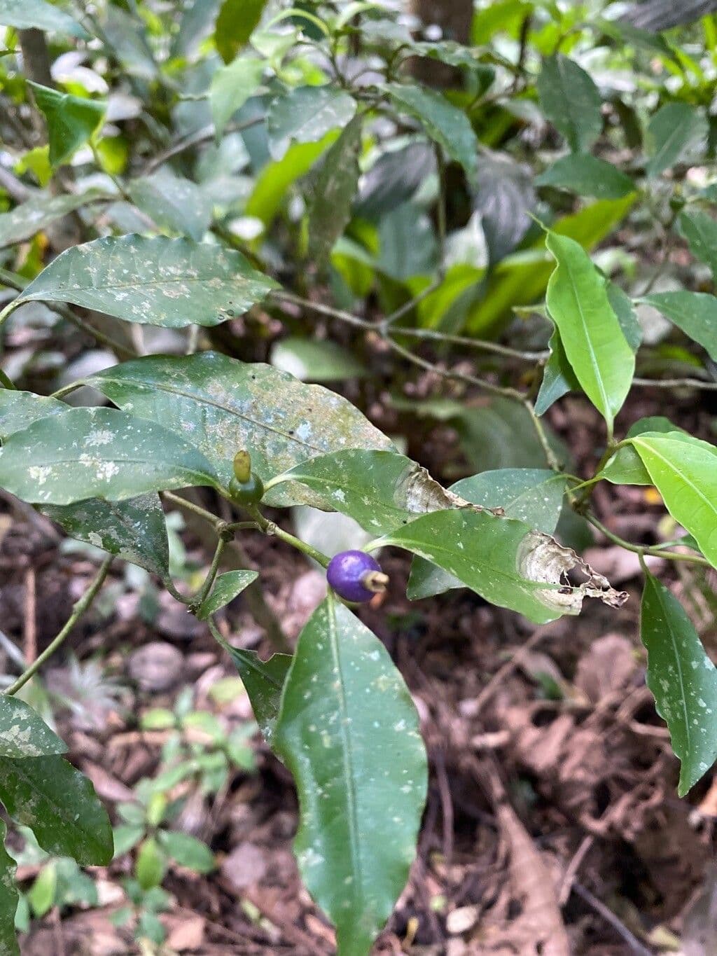 Psychotria