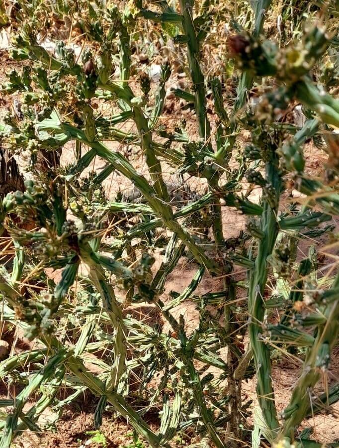 Cholla di Klein 2