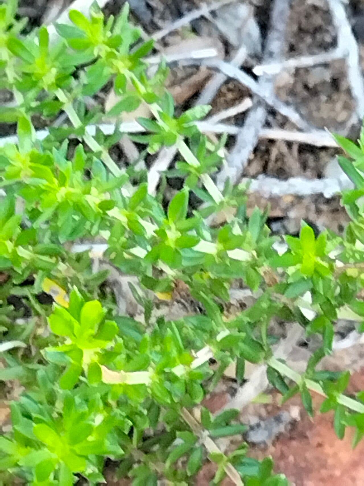 Agathosma 3