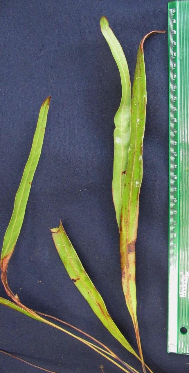 Elaphoglossum 7