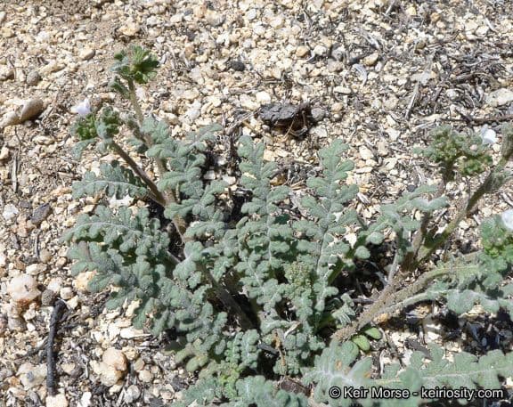 Phacelia affinis 3