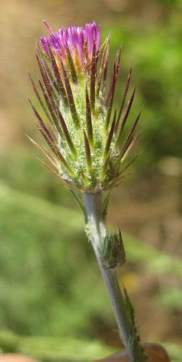 Distel 4