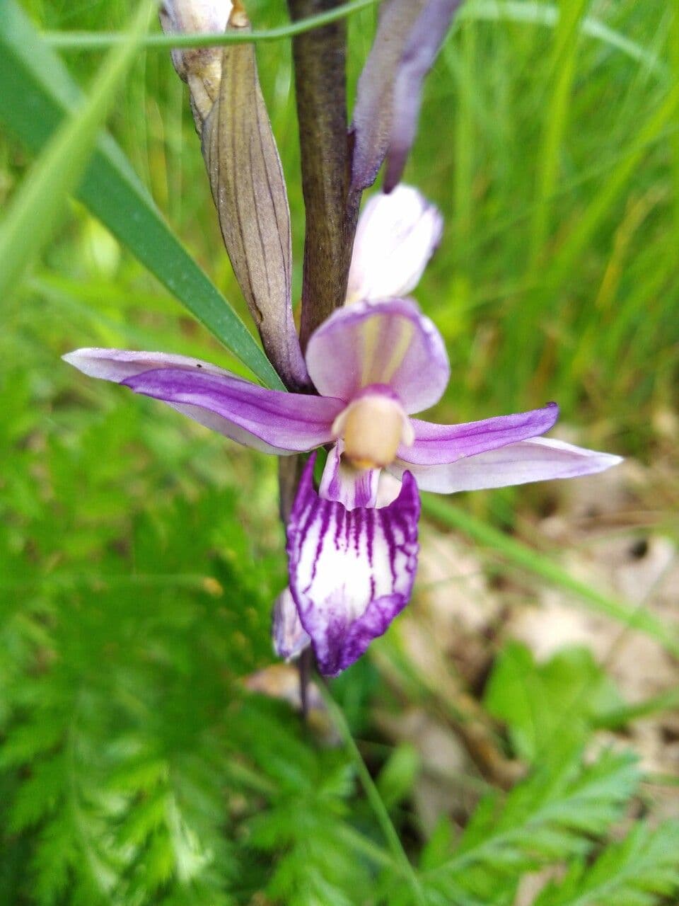 Limodore violeta