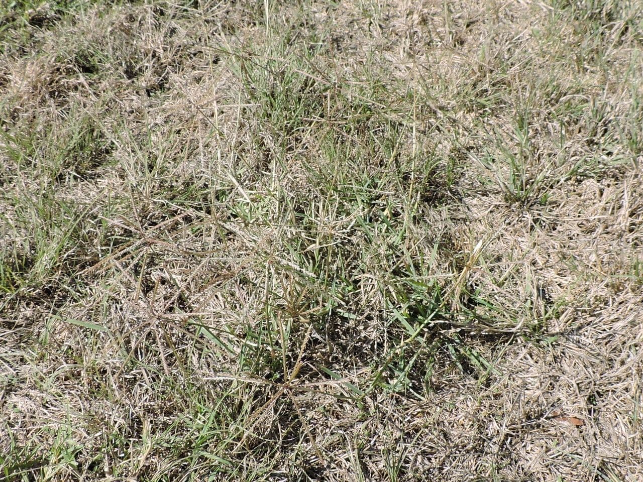 Chloris verticillée 7
