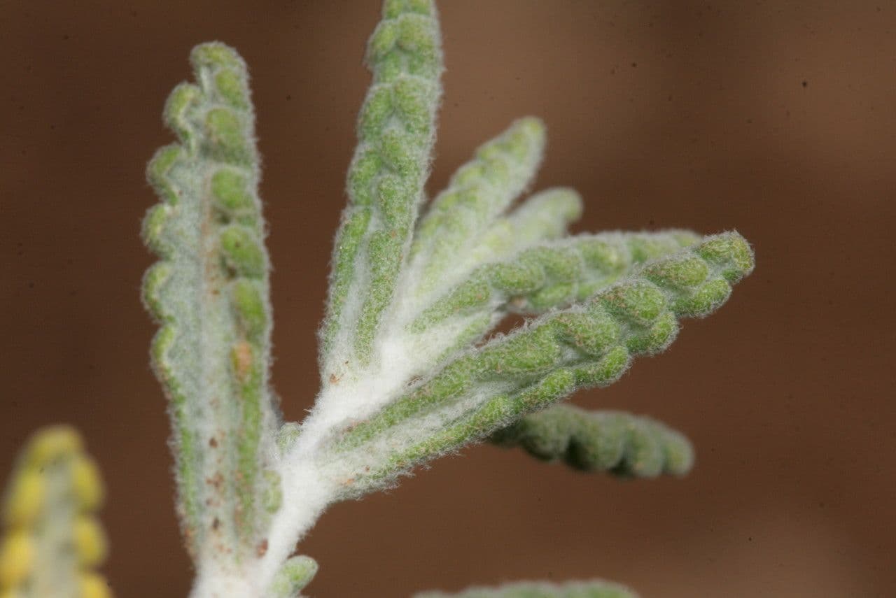 Teucrium 16