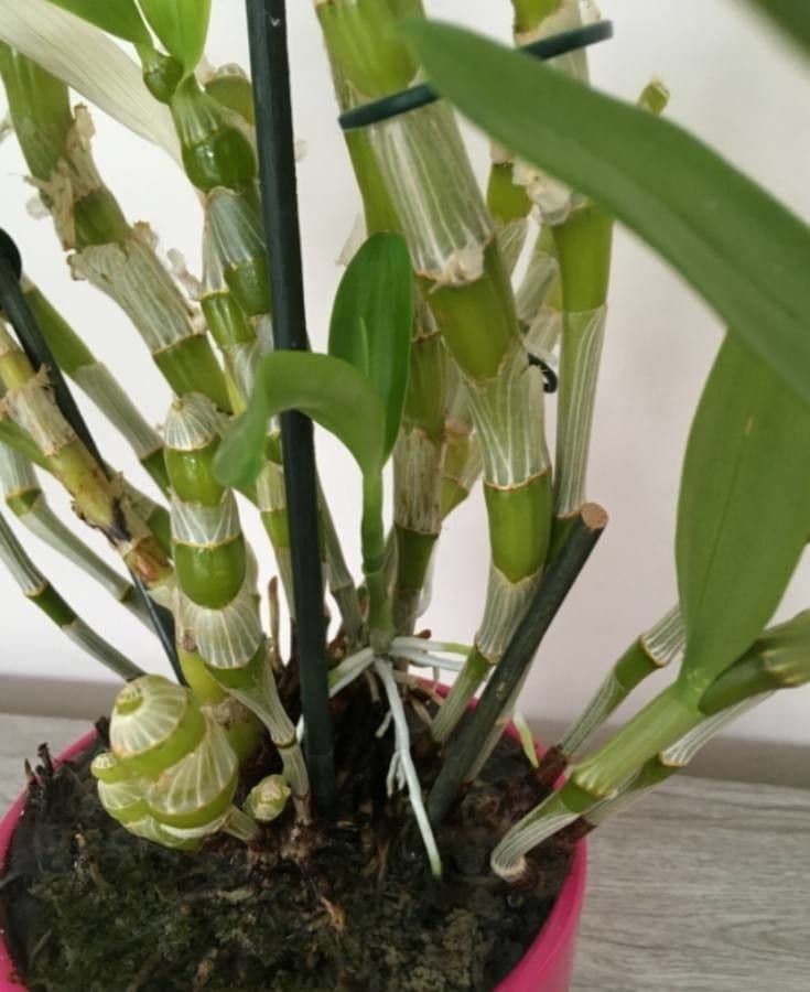 Vavřínovitý dendrobium 22