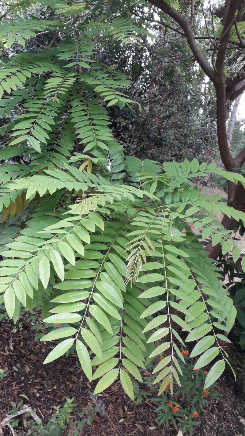Cassia 13