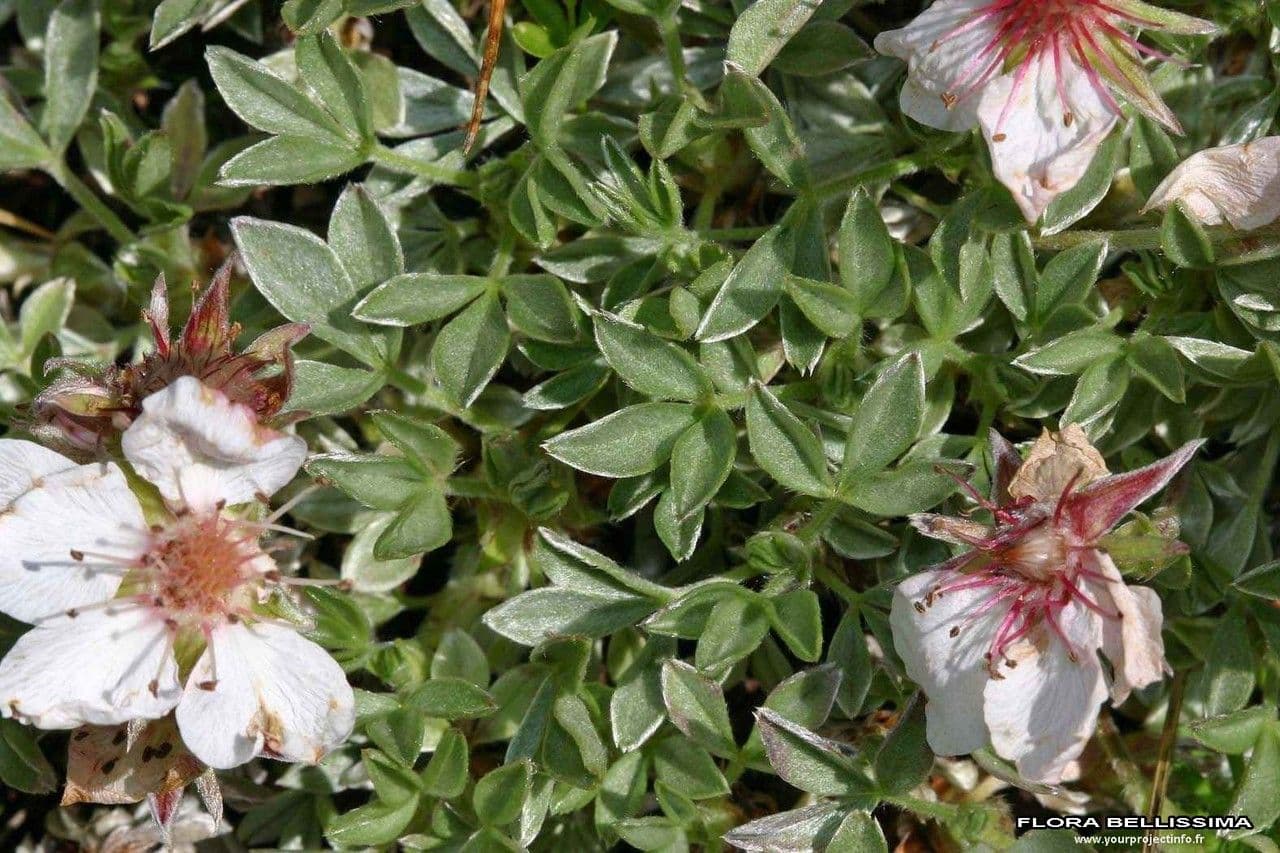 Potentilla lucida 22