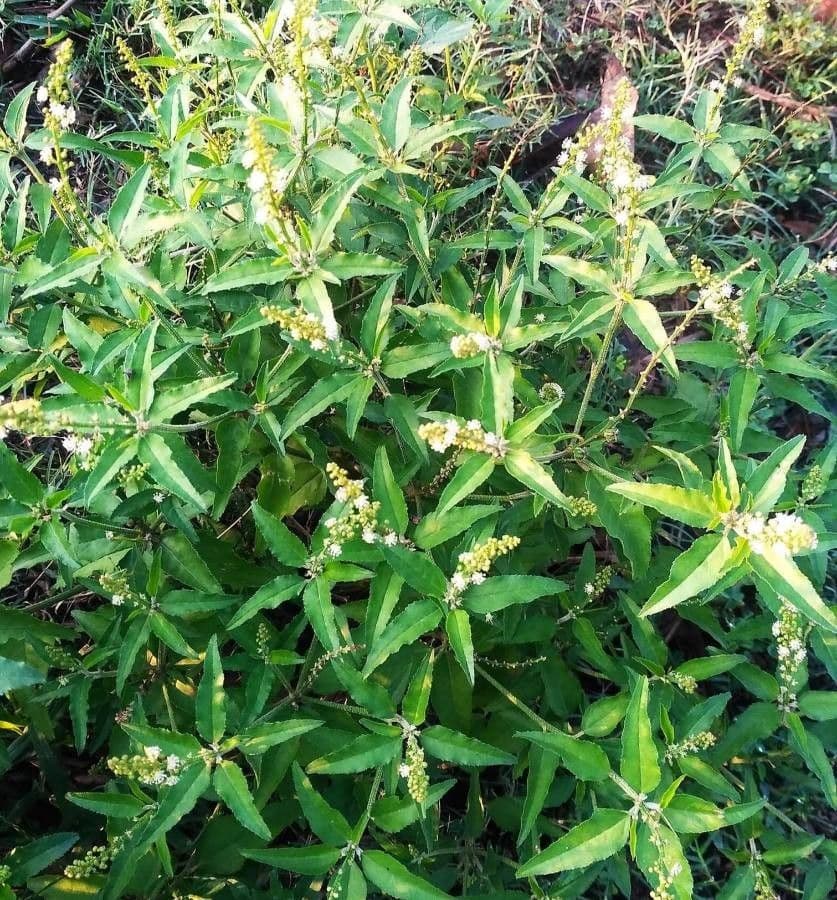 Bonplands Kroton 8