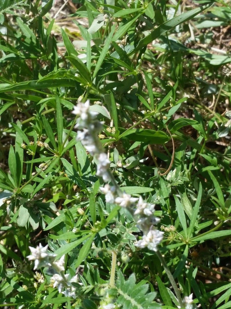 Froelichia gracilis 8