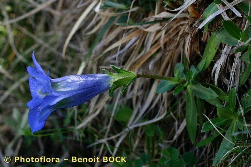 Gentiana occidentalis 17
