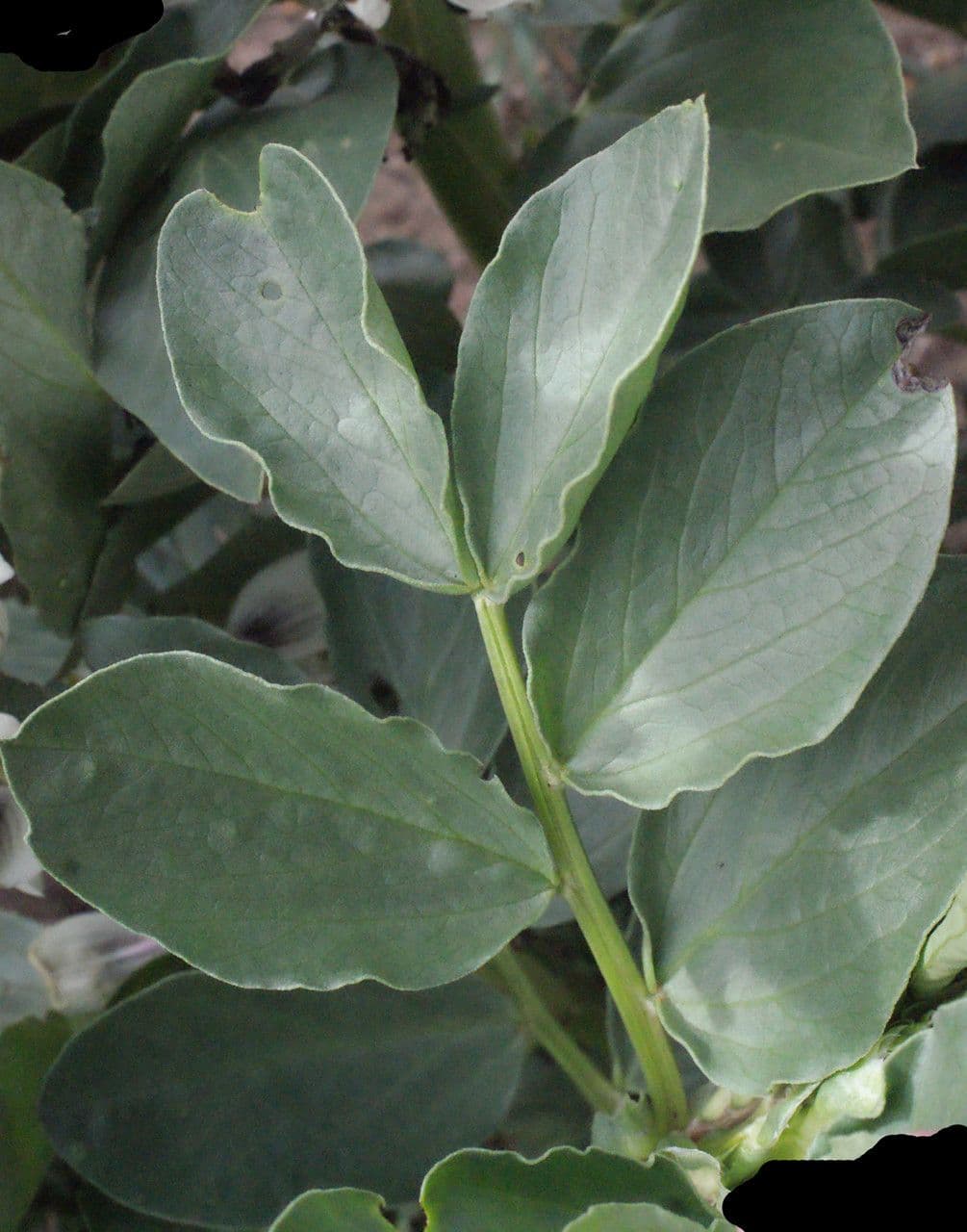 Ackerbohne 26