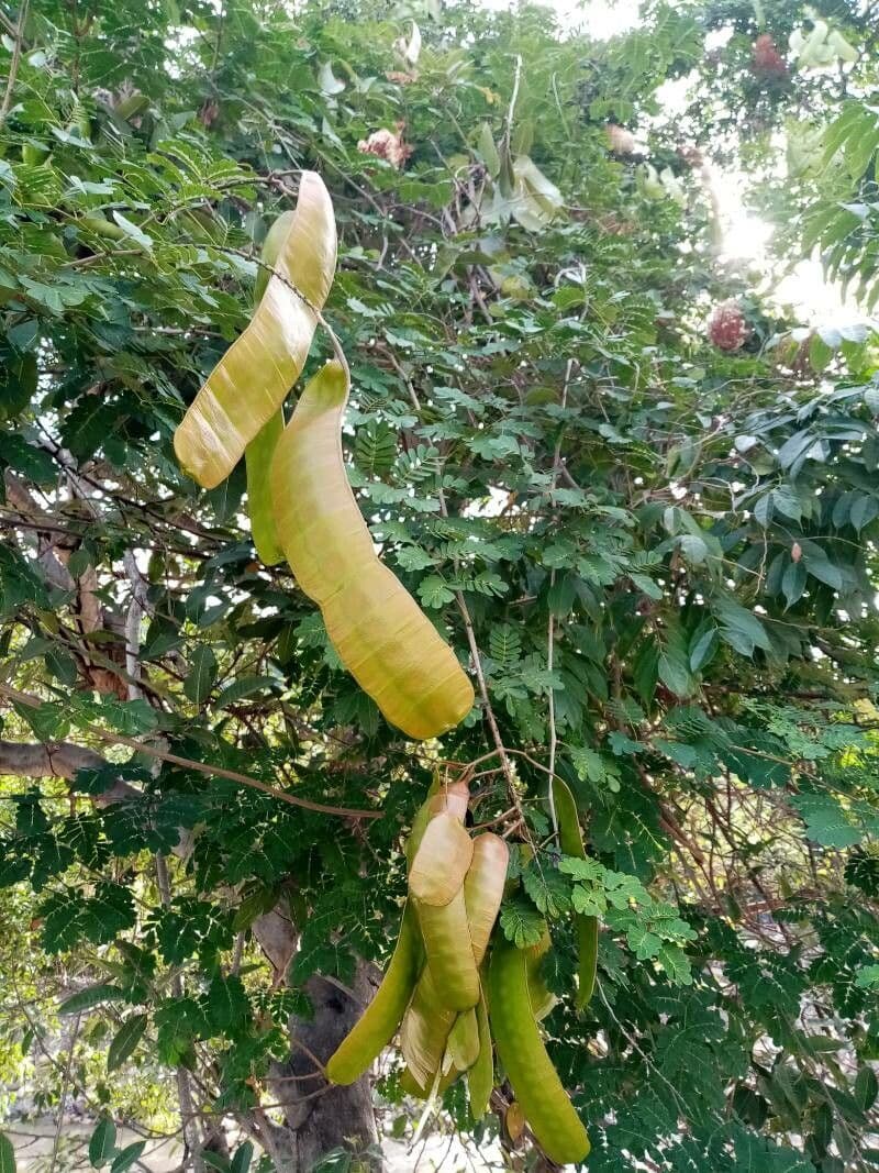 Entada 3