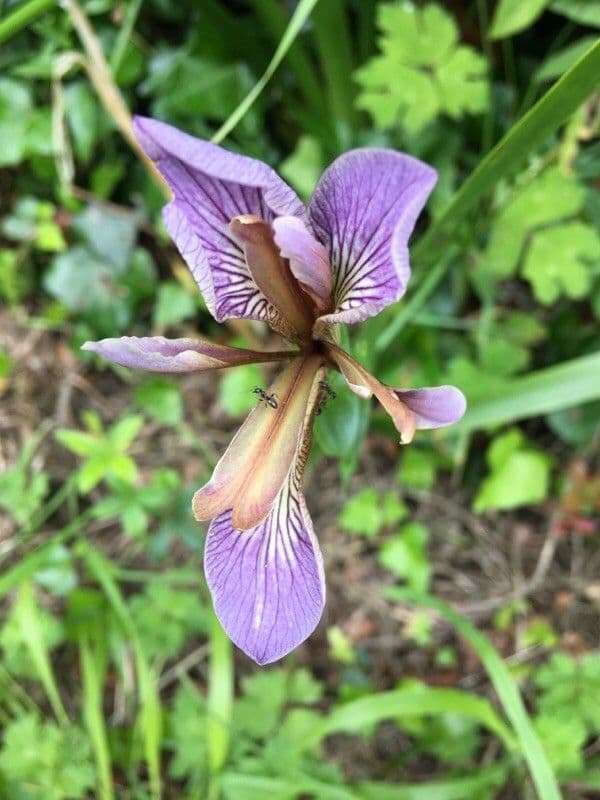 Iris fétide 6