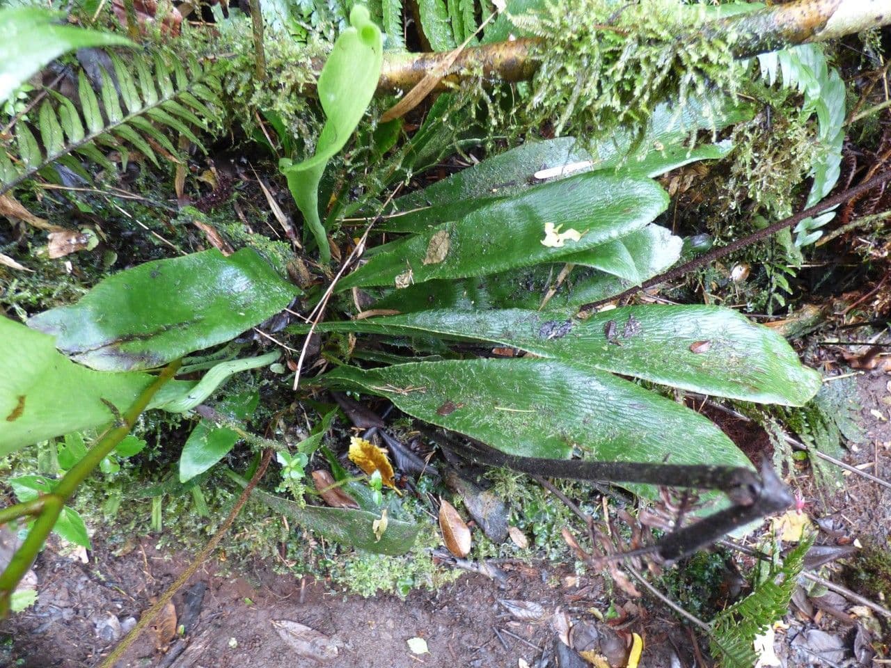 Antrophyum 6