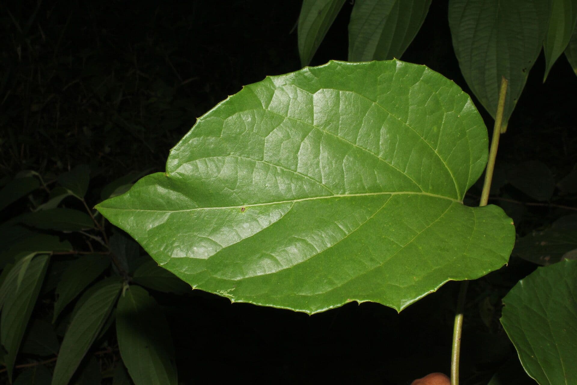 Stigmaphyllon 11